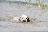 PERRO DE AGUA 153